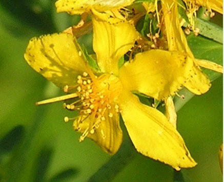 Hypericum