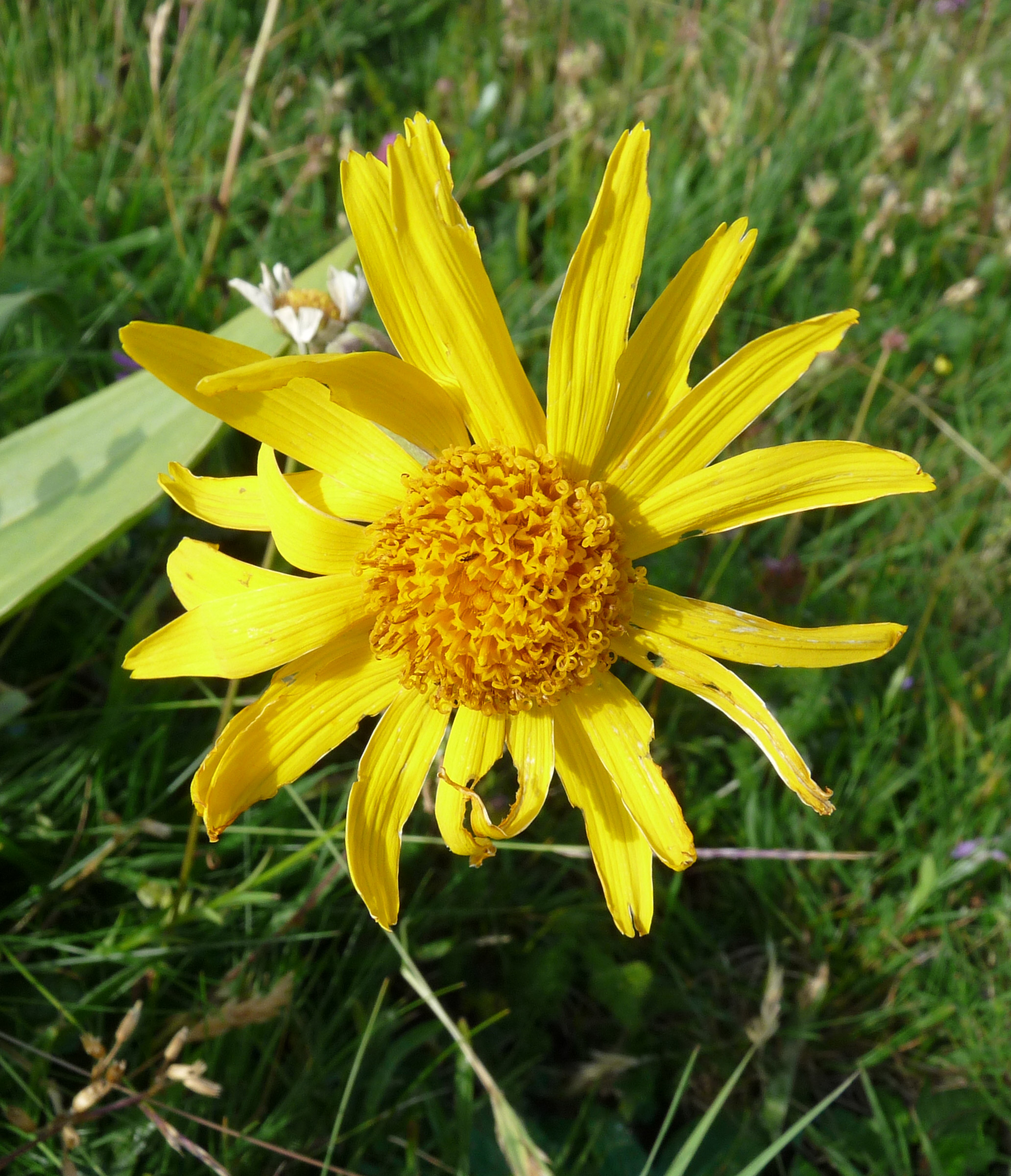 Arnica montana - photo Agnès FLOUR